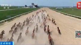 骏马奔腾！内蒙古以赛事聚客流，激活县域消费